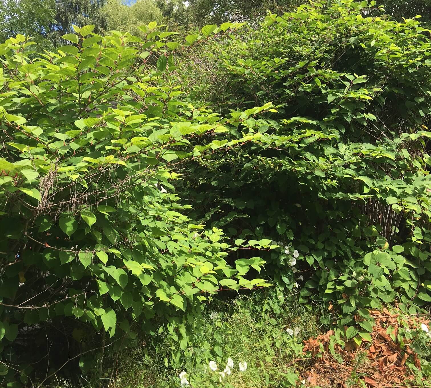 Japanese Knotweed removal in Newcastle under Lyme