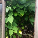 Japanese Knotweed Removal in Biddulph