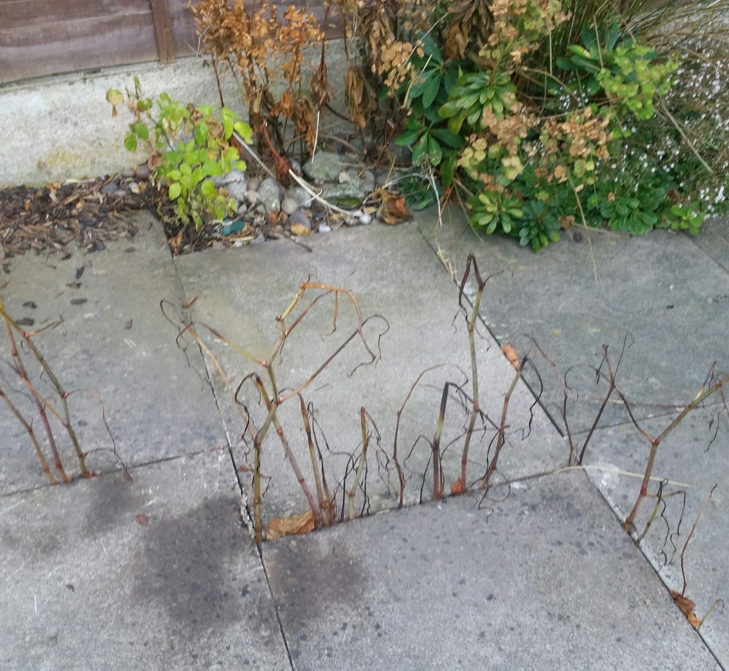 Japanese knotweed damage in Croydon