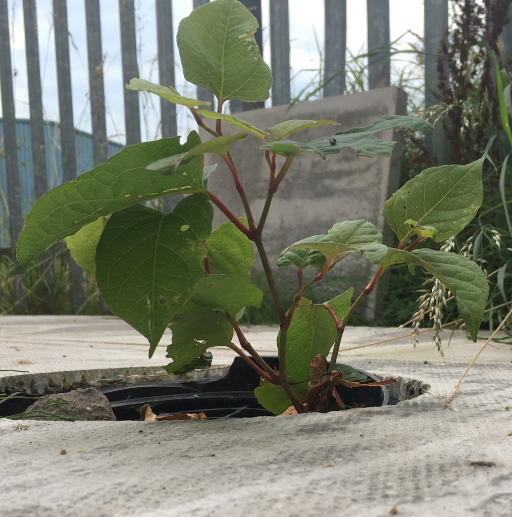 Japanese Knotweed Removal in Fulham