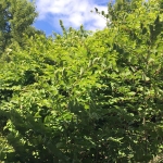 Eradicating Japanese Knotweed in Crewe