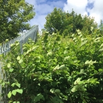 Japanese Knotweed Removal in Haringey