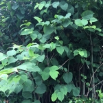 Removal of Japanese Knotweed in Staveley