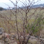 Japanese Knotweed Removal in Stoke on Trent