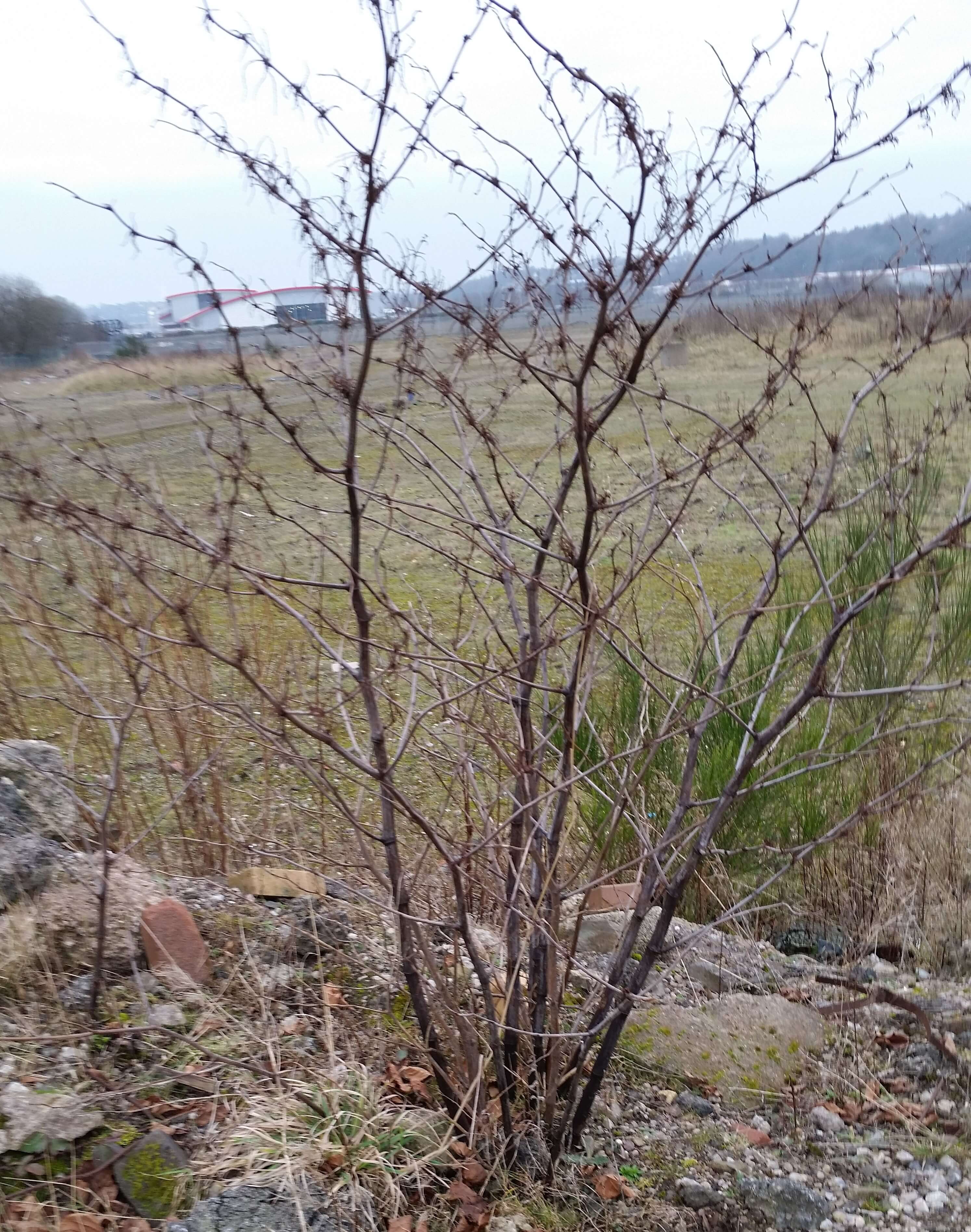 Japanese Knotweed Removal in Stoke on Trent