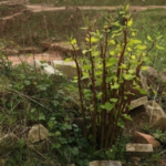 japanese knotweed in staffordshire