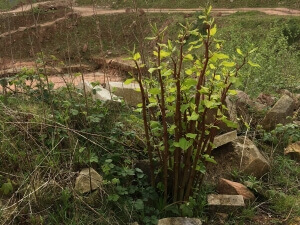 japanese knotweed in staffordshire