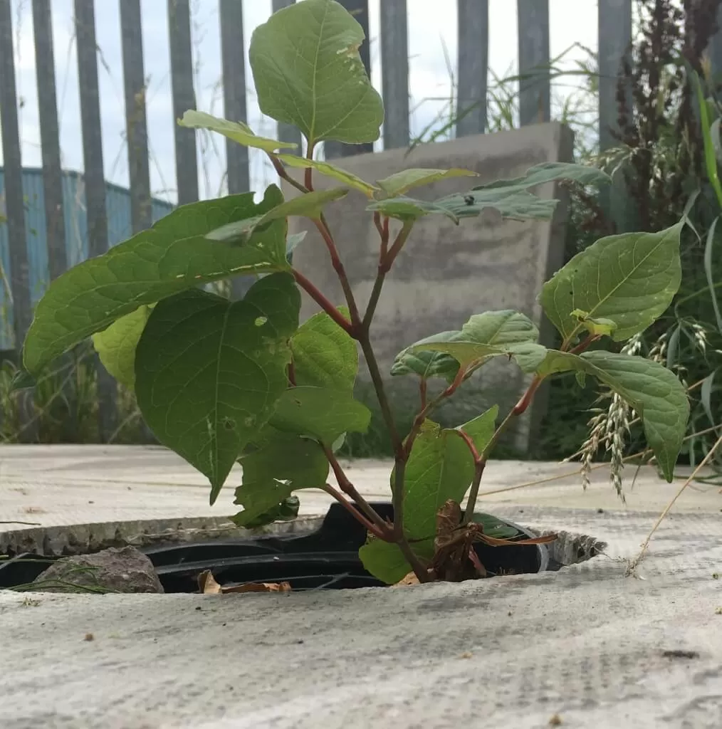 Japanese Knotweed in Chester