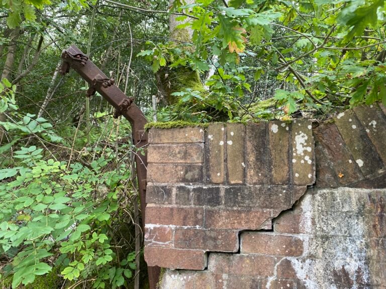 Japanese Knotweed Removal in Merseyside