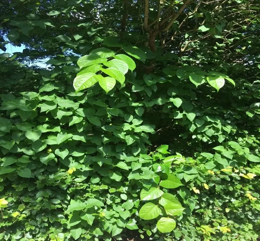 Invasive Weeds in North Somerset