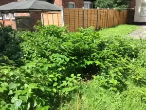 Japanese Knotweed Removal in East Sussex