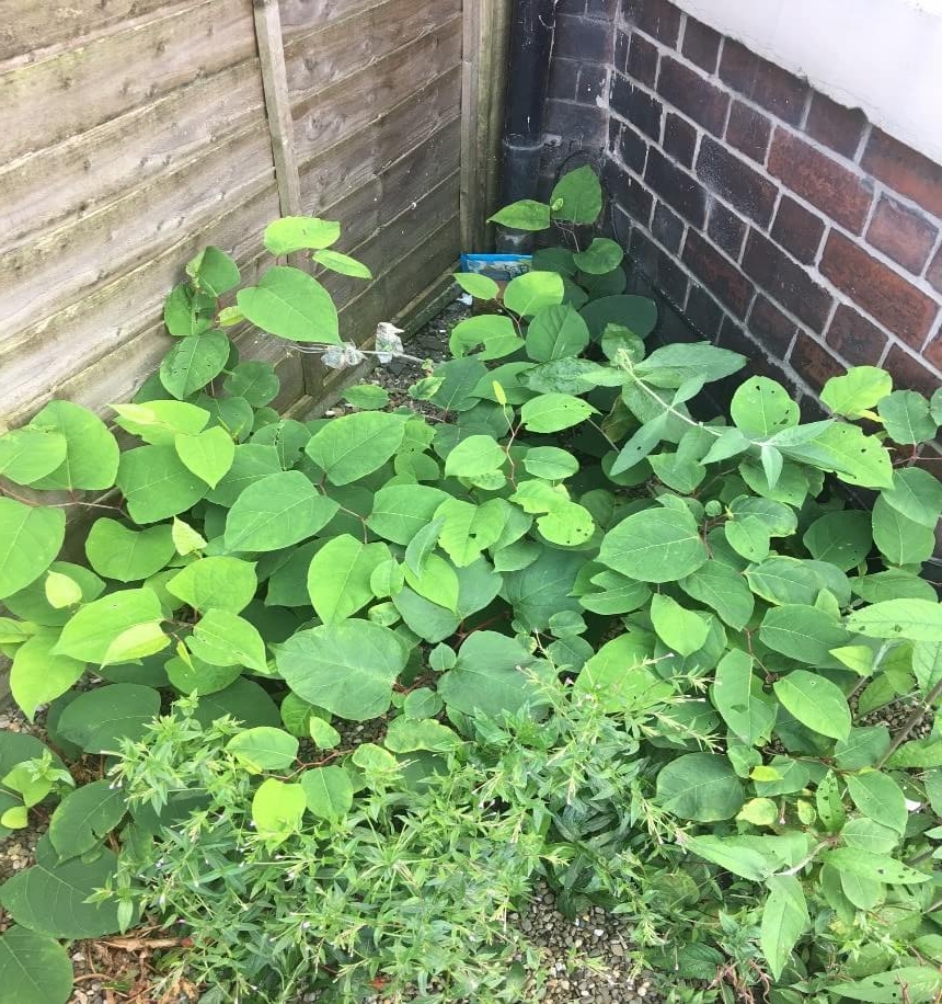 Japanese Knotweed in Wigan