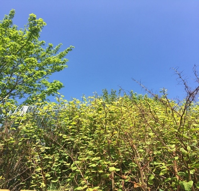 Japanese knotweed in Westminster