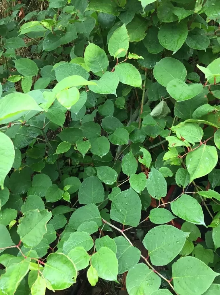 Removal of Japanese Knotweed in Leicestershire
