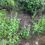 Removal of Japanese Knotweed in Bexley