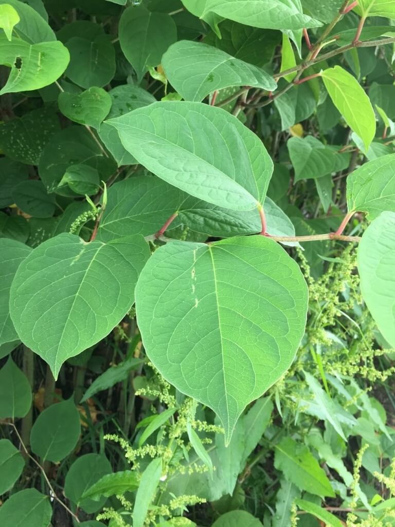 Removal of Japanese Knotweed in Merseyside