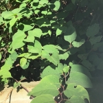 Removal of Japanese Knotweed in Cambridgeshire