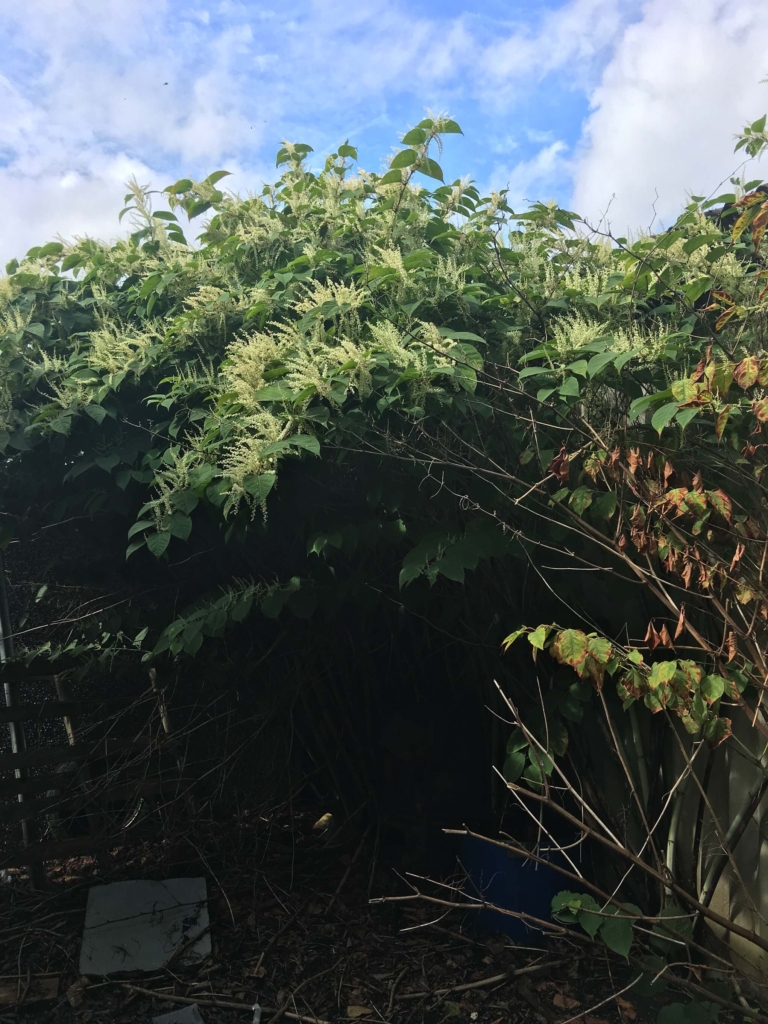 Eradication of Japanese Knotweed in Wiltshire