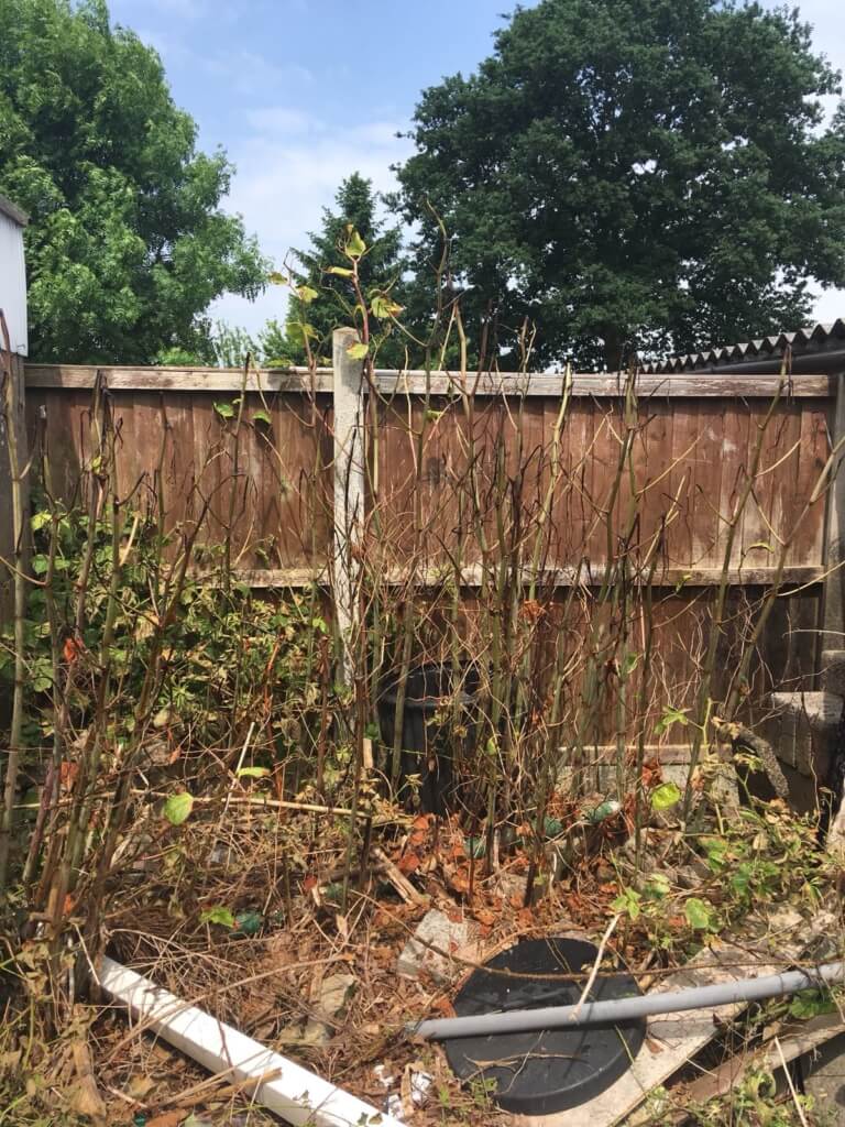 Japanese Knotweed in Sutton