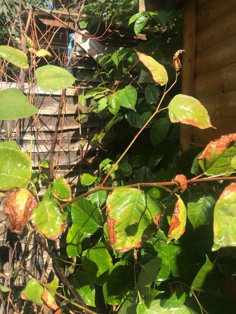 Japanese Knotweed in West Sussex