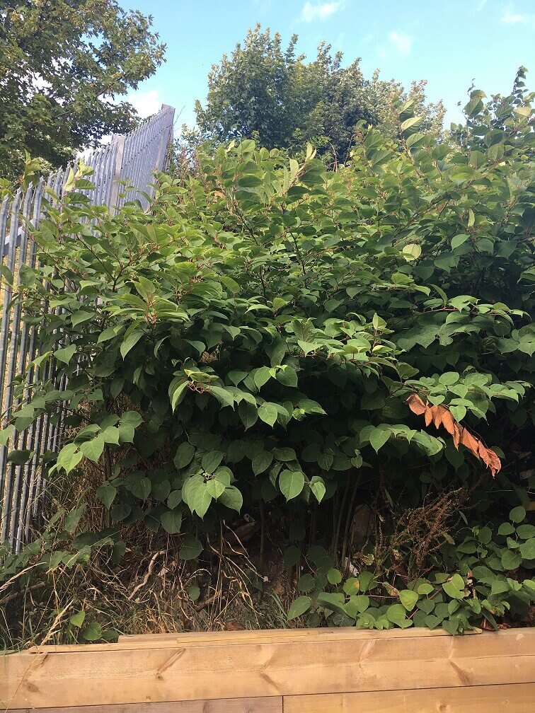 Japanese Knotweed in Warwickshire