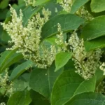 Japanese Knotweed in Lambeth