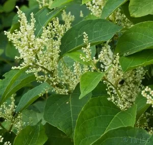 Japanese Knotweed in Lambeth