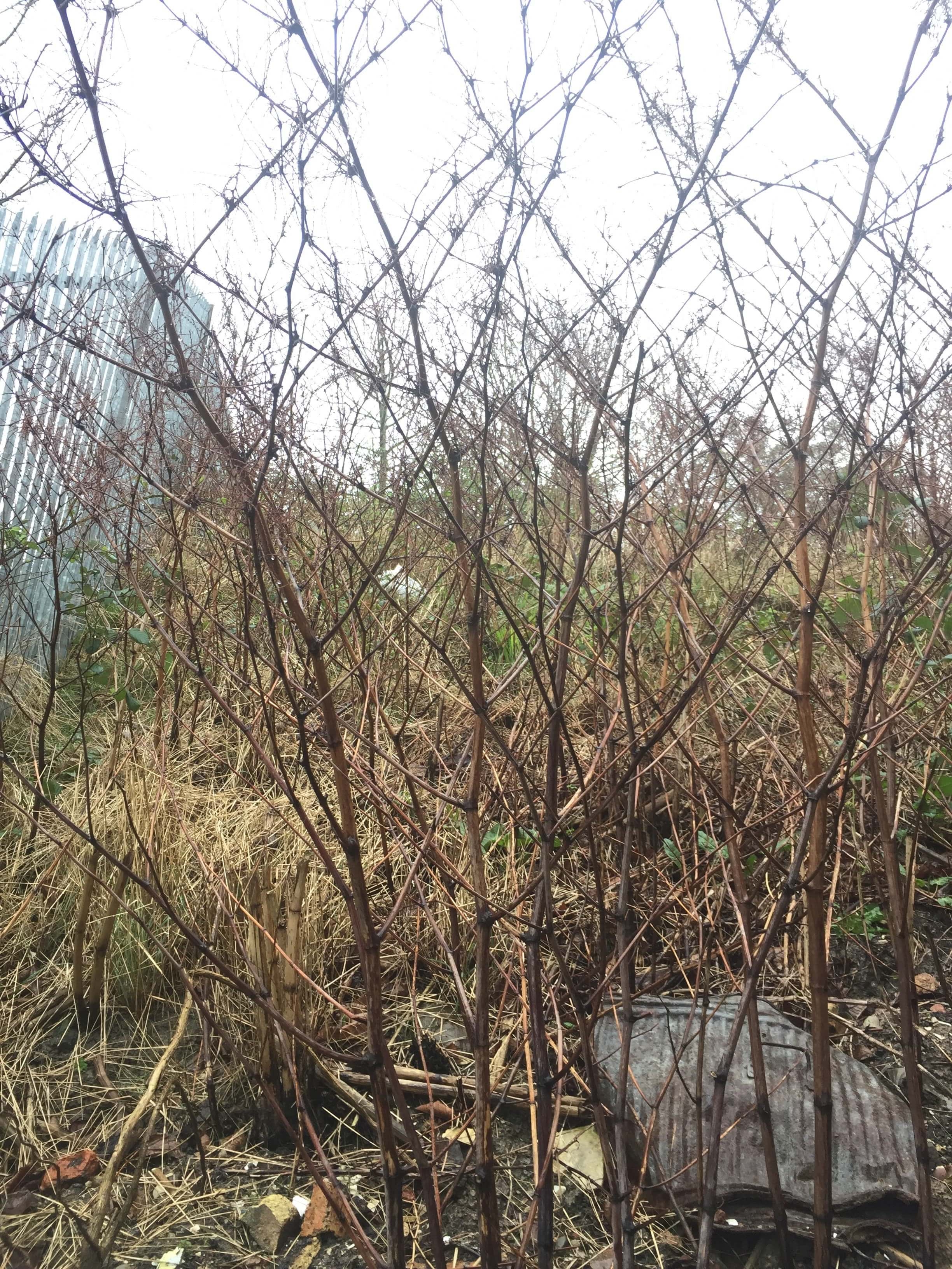 Eradication of Japanese Knotweed in Wiltshire