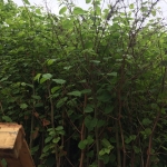 Removal of Japanese Knotweed in Melbourne