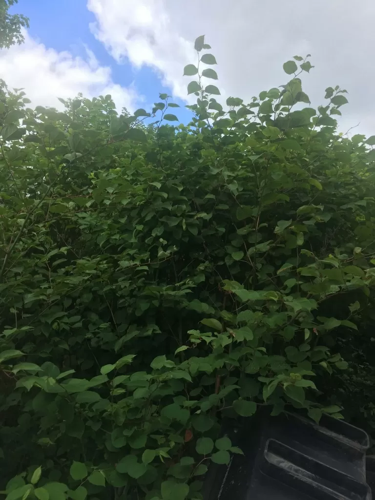 Japanese Knotweed in East Riding of Yorkshire