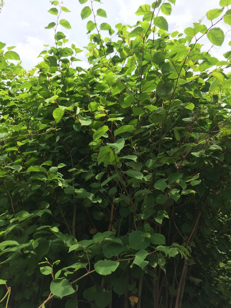 Japanese knotweed in Hackney