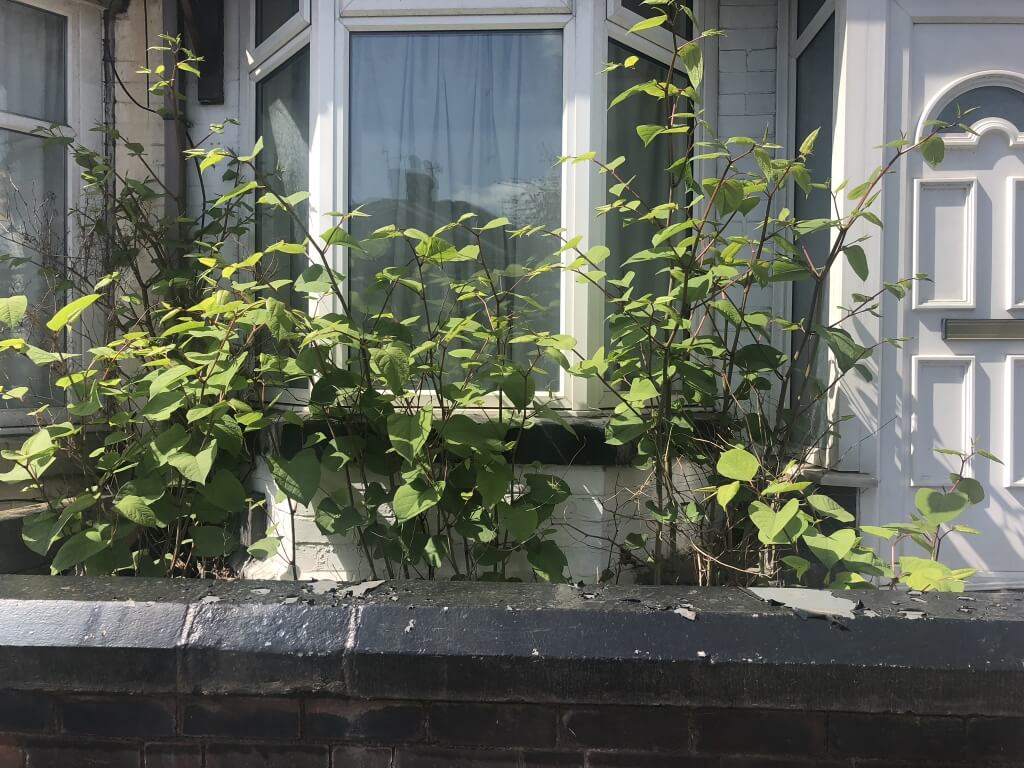 Japanese Knotweed in Richmond upon Thames