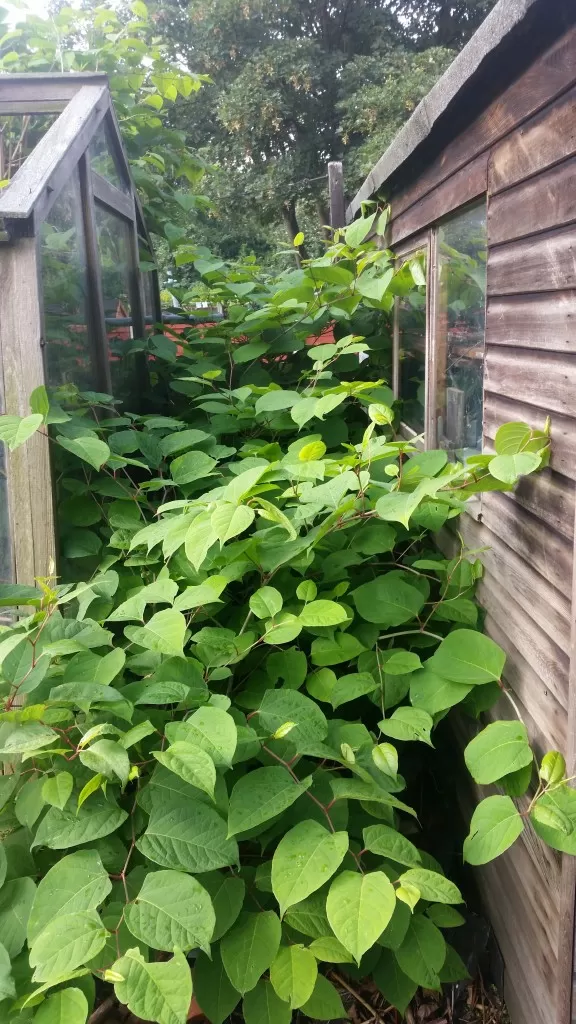 Japanese Knotweed in North Yorkshire