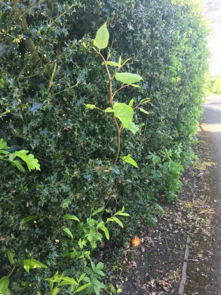 Japanese Knotweed in Cumbria