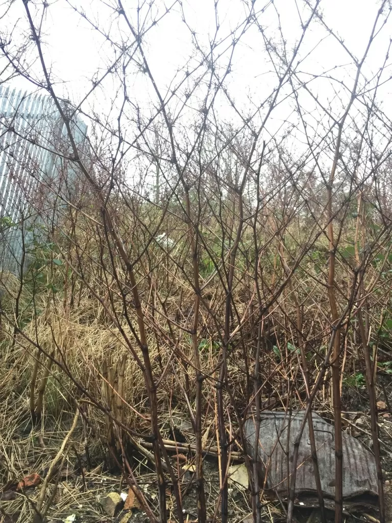 japanese knotweed in kent