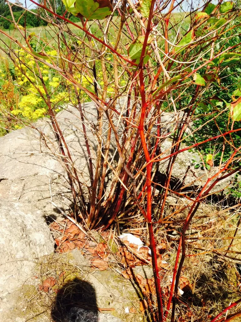 Japanese Knotweed Removal in Nortumberland