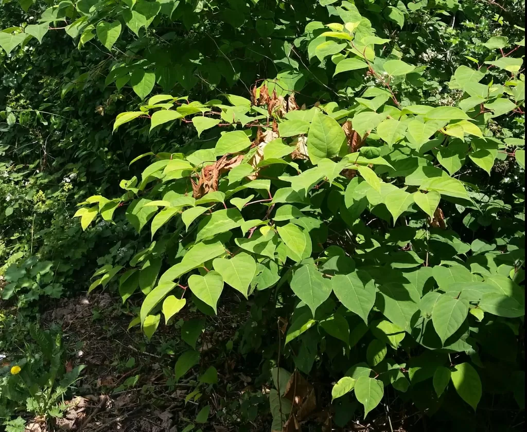 Japanese Knotweed in Waltham Forest