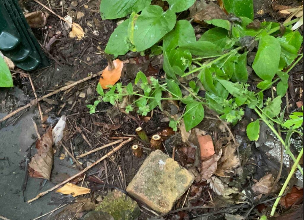 japanese knotweed in Devon