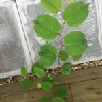 Japanese knotweed in harrow