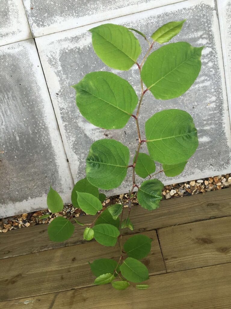 Japanese knotweed in harrow