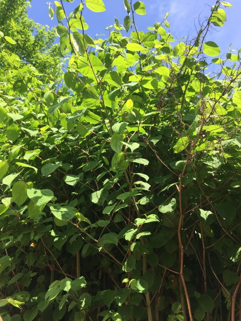 Japanese knotweed in Wales