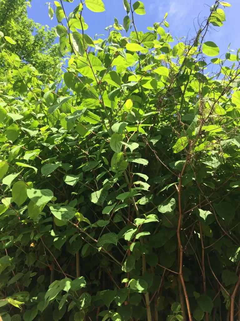 knotweed in herfordshire