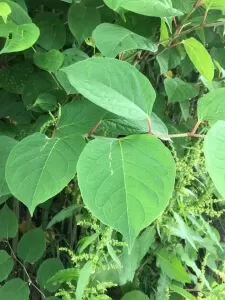 Japanese Knotweed in Hounslow