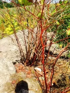 Japanese Knotweed in Cumbria