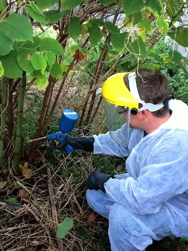 japanese knotweed in kingston upon thames