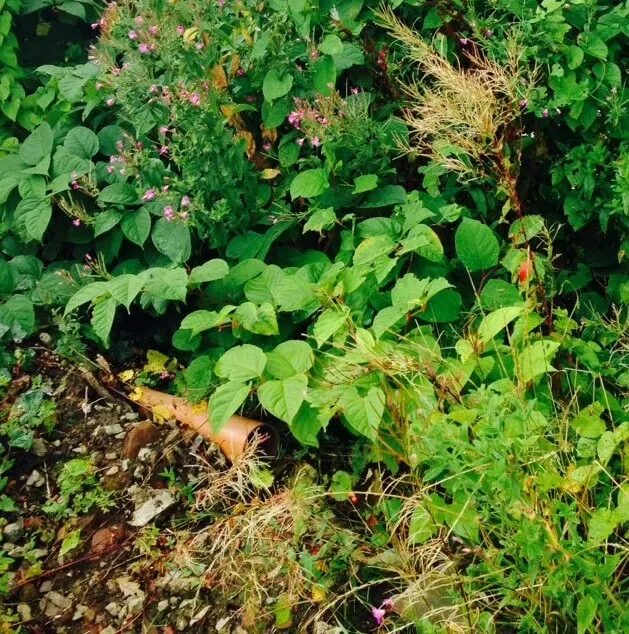 removal of japanese knotweed in lewisham