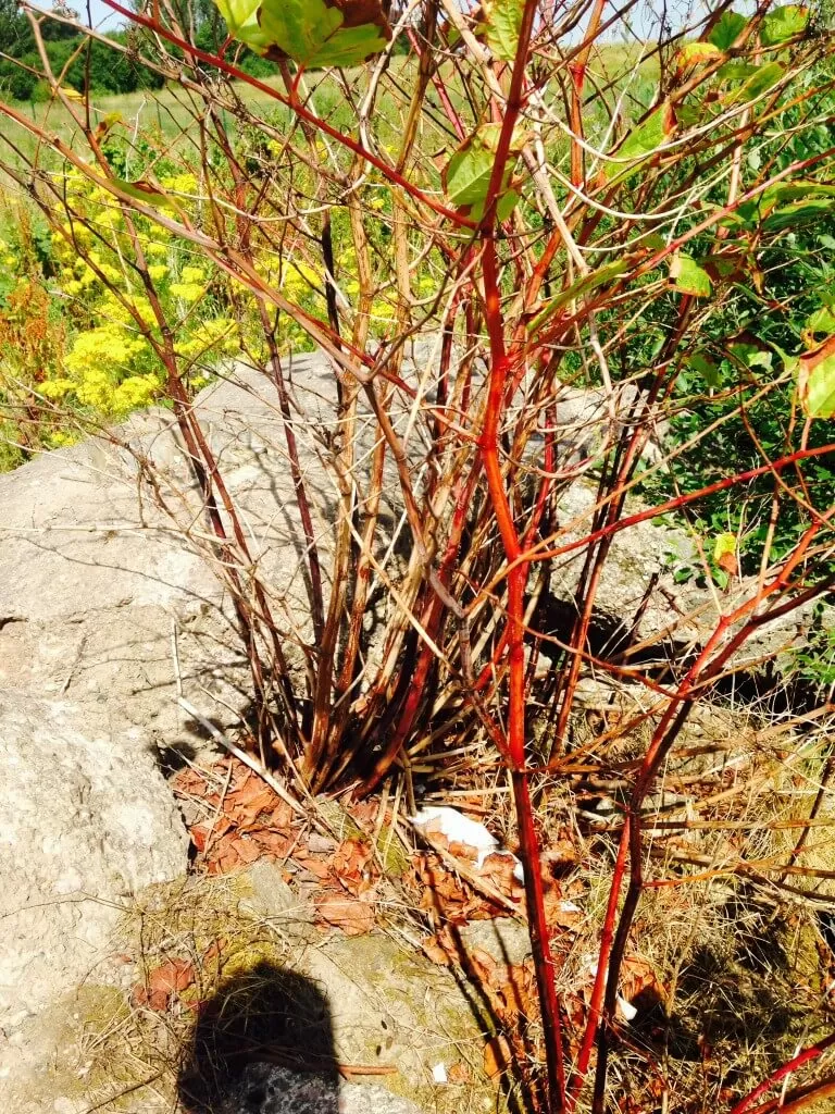 identifying japanese knotweed in spring