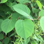 Japanese knotweed in Shropshire