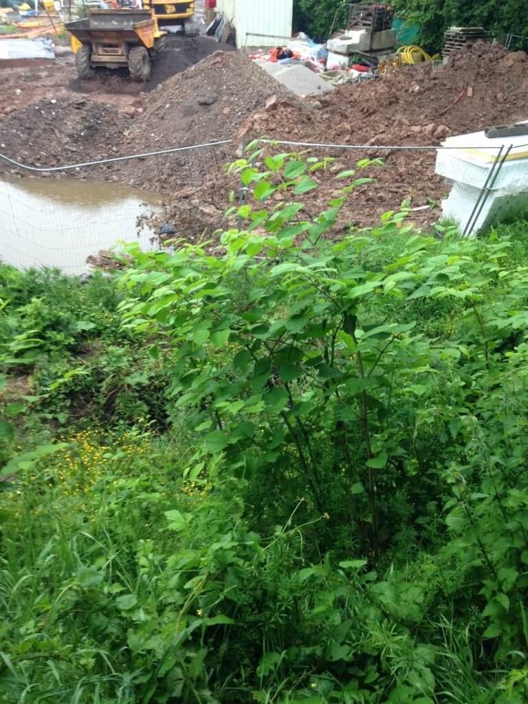 Japanese knotweed in shropshire