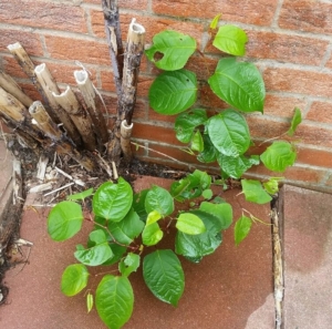 Japanese knotweed eradication in Nottingham